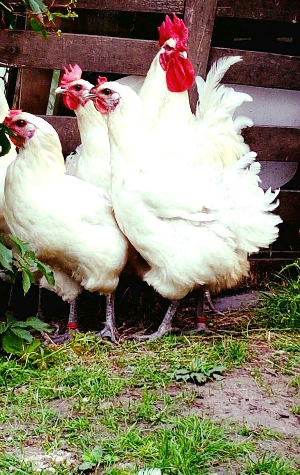 Bruteier von Bleu Bresse Gauloise Weiß Reinrassig ( hatching eggs in Sendenhorst