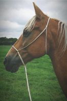 Reitbeteiligung auf endmaß Pony Schleswig-Holstein - Glinde Vorschau