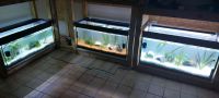 Meine Monsterlotis & Co. Aquarium, Terrarium Hessen - Wehretal Vorschau