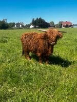 Verkaufe Highland Cattle/ Hochlandrind Sachsen-Anhalt - Burg Vorschau