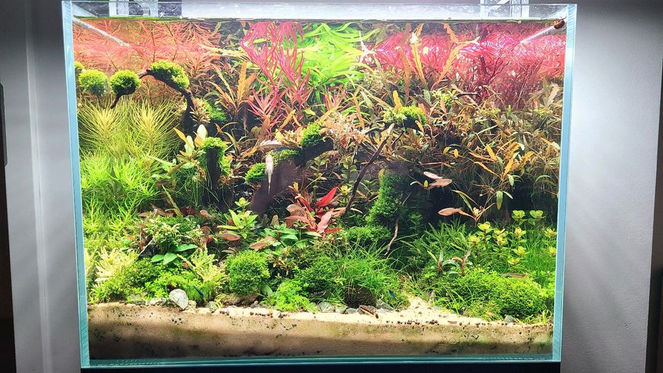 Aquarium Pflanzen Pinnatifida, Rotala rotundifolia Singapore in Hamburg