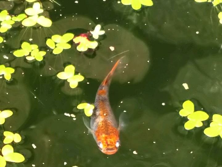 Wasserlinse Aquarium Gartenteich Pflanzen in Thalheim/Erzgebirge