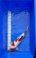 Japan Koi Goromo 50 cm Nordrhein-Westfalen - Brühl Vorschau