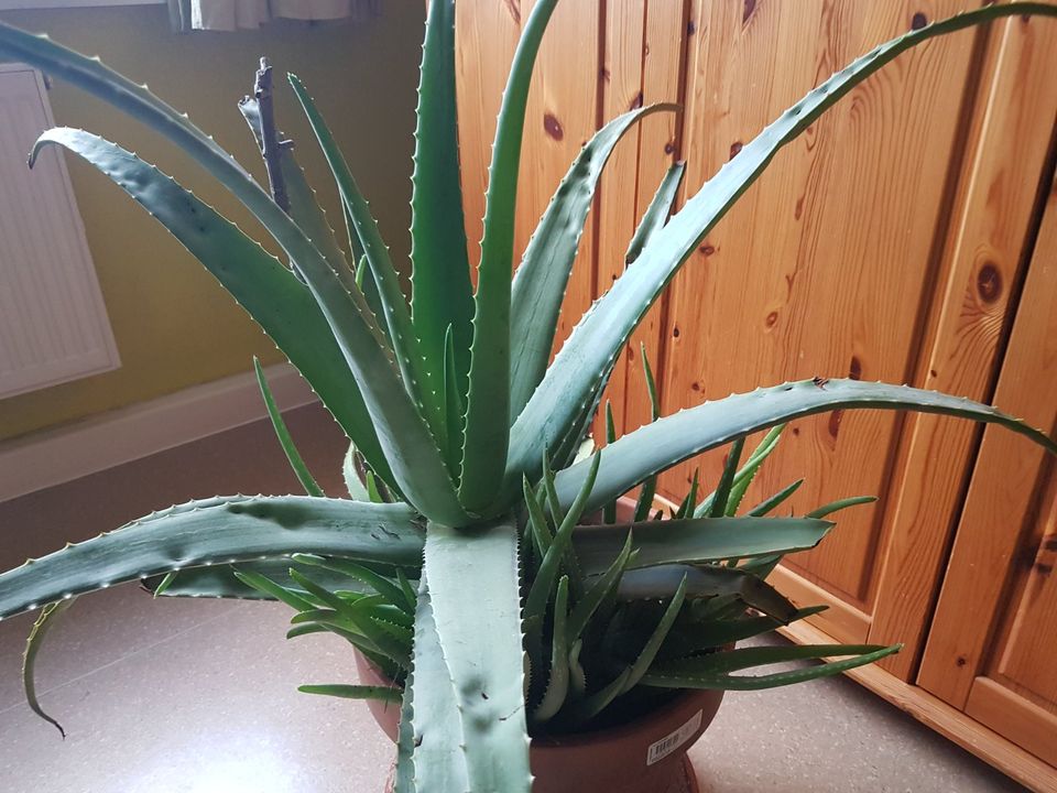 Echte Aloe vera XXL Heilpfl Raumluftreiniger 99 X 74 cm 18.3kg in Jena