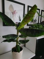 Bananenpflanze Bananenpalme Bananenbaum Pflanze  Zimmerpflanze München - Laim Vorschau