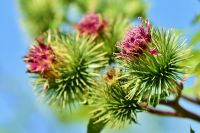 Klette Arctium lappa BIO Heilpflanze Gemüse Haarausfall Haut Niedersachsen - Westerstede Vorschau