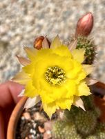 Chamaecereus Kaktus "Gelber Franz" Hybride Baden-Württemberg - Weil am Rhein Vorschau