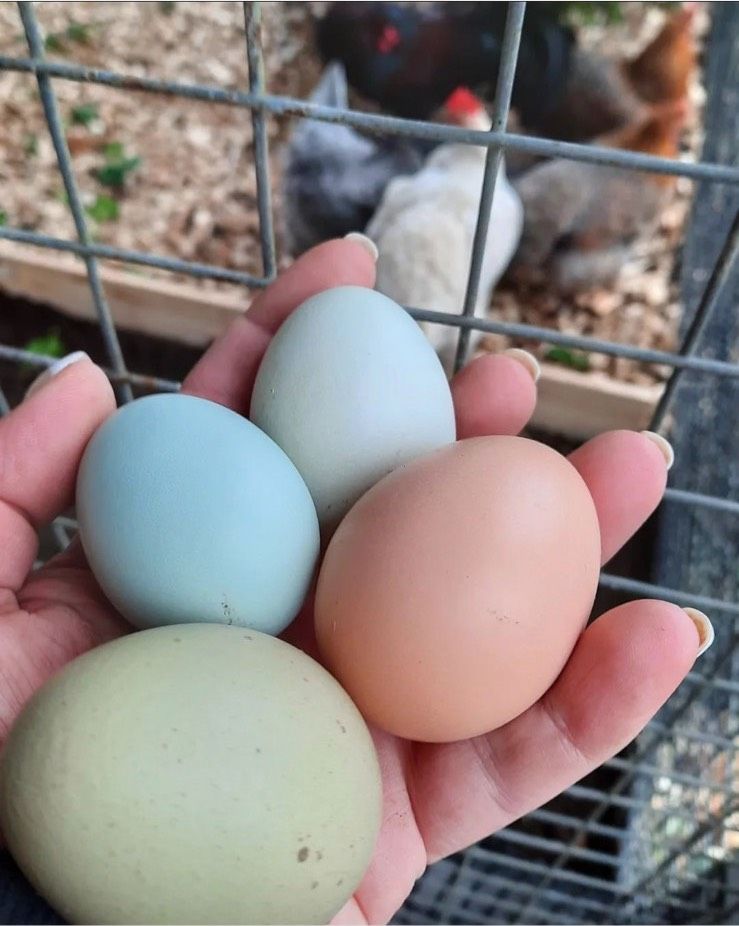 Eier Hühnereier Bio Qualität in Borne