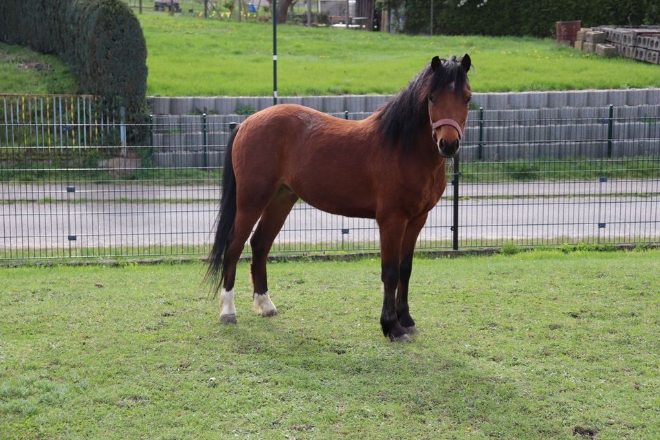 Welsh A Pony Wallach in Lindendorf