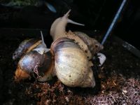 Achatschnecken Archachatina Rhodostoma Benin Albino Terrarium Zub Nordrhein-Westfalen - Ratingen Vorschau