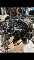 BMW Original Motor M62B44 E53 X5 mit Garantie Berlin - Lichtenberg Vorschau