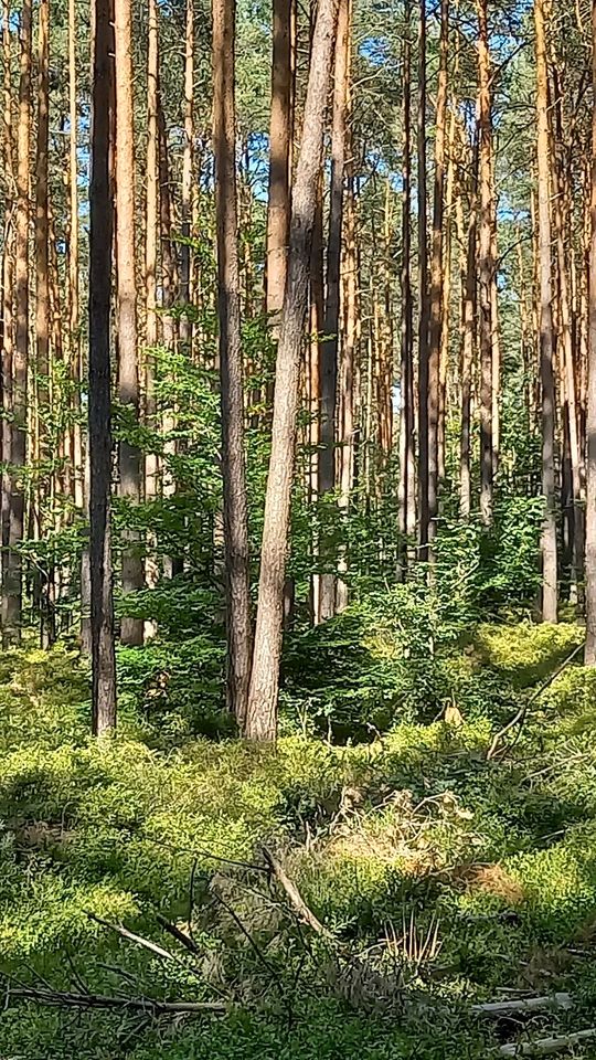 Waldgrundstück mit Feuchtbiotop in Neuruppin