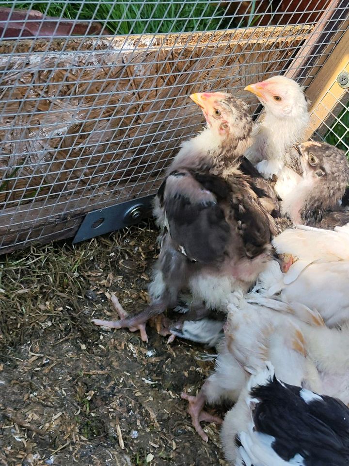 4 reinrassige große Orpington Küken Hühner in Ehingen (Donau)