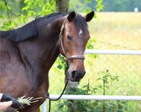 Pferd Stute Hannoveraner Königs Wusterhausen - Wildau Vorschau