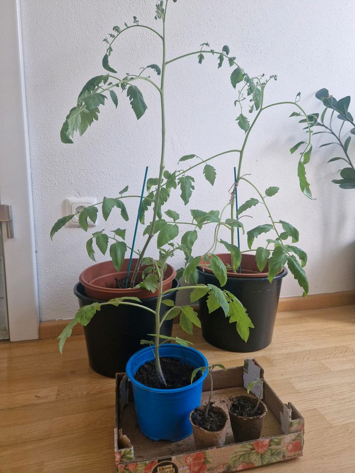 5 Tomatenplanzen aus Platzgründen abzugeben in Günzburg