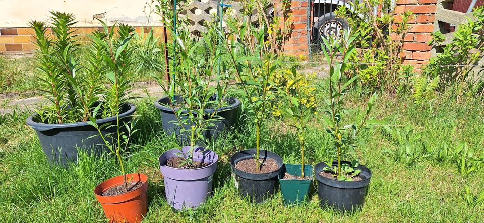 Oleander Jungpflanzen rosa blühend in Möser