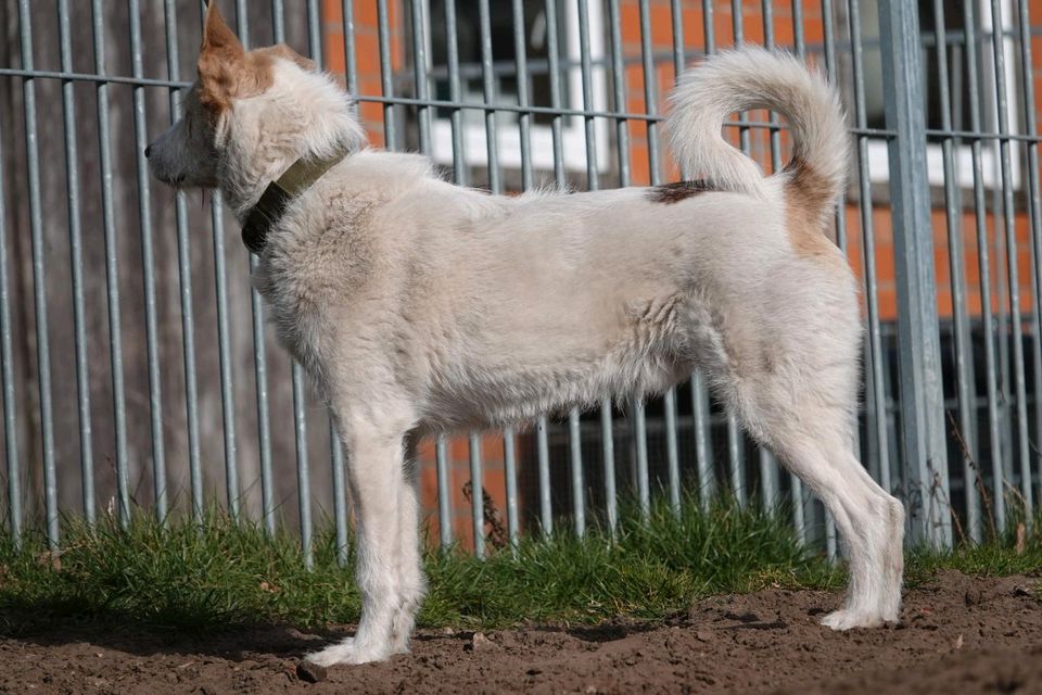 Tierschutzhund Fritz sucht ein Zuhause in Winsen (Luhe)