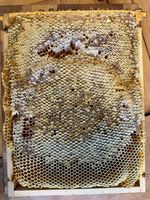 Wabenhonig Honig 2,4kg Niedersachsen - Laatzen Vorschau