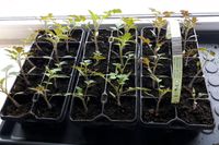 Cocktail Tomatenpflanzen im Tausch für andere Pflanzen Hessen - Mossautal Vorschau