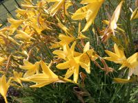 Gelbe Taglilien Lilie Ableger Pflanzen Blume Rheinland-Pfalz - Sülm Vorschau