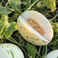 Snow Leopard Melon / Dino Melon / Honig Melon Bio Samen * Niedersachsen - Gleichen Vorschau