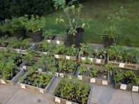 Tomatenpflanzen auch freilandgeeignete Sorten Nordrhein-Westfalen - Arnsberg Vorschau