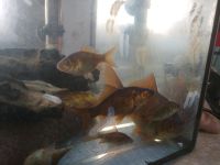 Junge Goldfische Schleierschwanz für den Teich oder Aquarium Hessen - Hungen Vorschau
