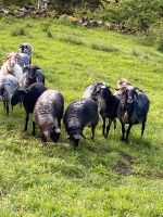 Alpine Steinschafe weiblich aus Herdbuchzucht Bayern - Wertach Vorschau