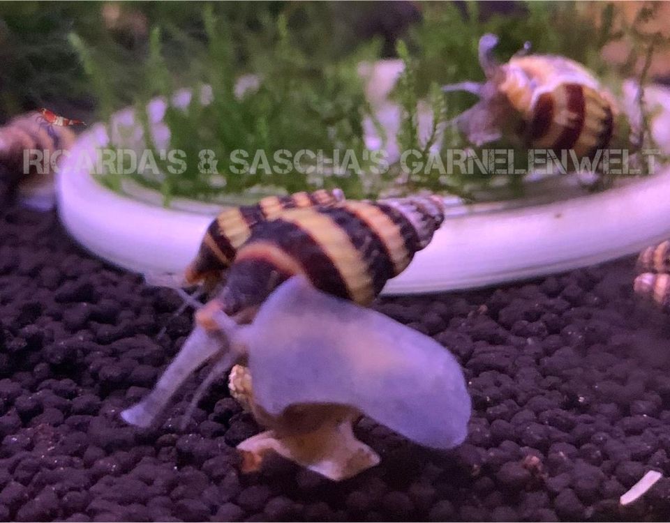 Anentome helena Raubschnecke Aquarium Schnecke 1,50€ in Hamburg