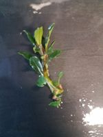 Bucephalandra Dark Blue 1 Pflanze mit Wurzeln Wuppertal - Vohwinkel Vorschau