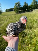 Zwerg-Wyandotten Silber Schwarz gesäumt Küken Rheinland-Pfalz - Friedewald (Westerwald) Vorschau