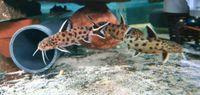 Synodontis lucipinnis Fiederbartwels Aquarium Baden-Württemberg - Marbach am Neckar Vorschau