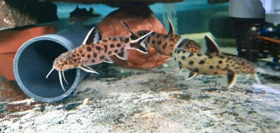 Synodontis lucipinnis Fiederbartwels Aquarium in Marbach am Neckar