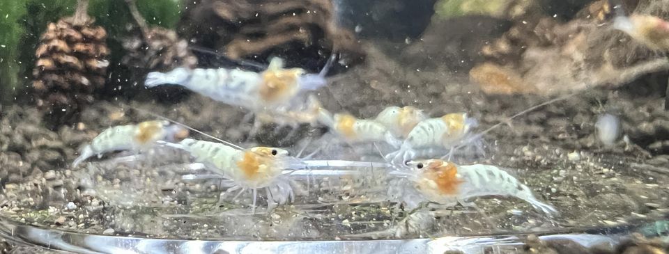 White Ghost Pinto Zebra Garnelen DNZ Caridina Zwerggarnelen in München