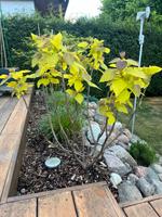 Catalpa Aurea Trompetenbaum mehrstämmig Mecklenburg-Vorpommern - Linstow Vorschau