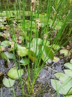 Teichbinse Teichsimse  Binse Simse Klärpflanze Teichpflanzen Niedersachsen - Bissendorf Vorschau