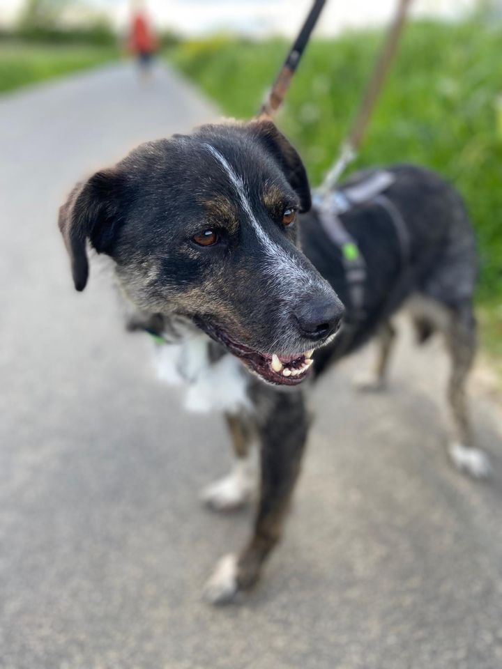 Strahlemann POLDI ❤️ aus dem Tierschutz sucht seine Familie in Großholbach