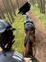 Suche Reitbeteidigung (Reiter sucht Pferd) Hohen Neuendorf - Borgsdorf Vorschau