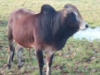 Zwergzebu reinrassig Bullen Minirinder Zebu Zwergzebus Rinder Nordrhein-Westfalen - Lienen Vorschau