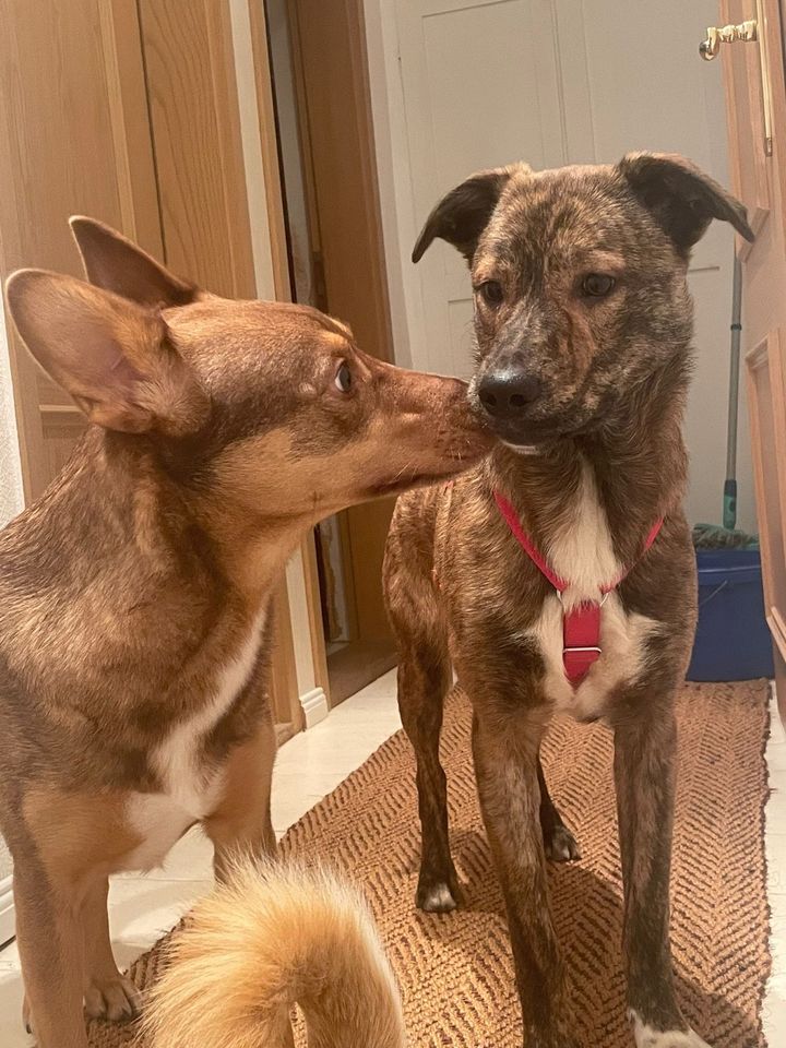 Lieber JOHN-BOY ❤️ a.d. Tierschutz sucht seine Familie in Zühlsdorf