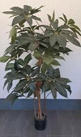 Schefflera Arboricola Kunstpflanze 150 cm Nordrhein-Westfalen - Blomberg Vorschau