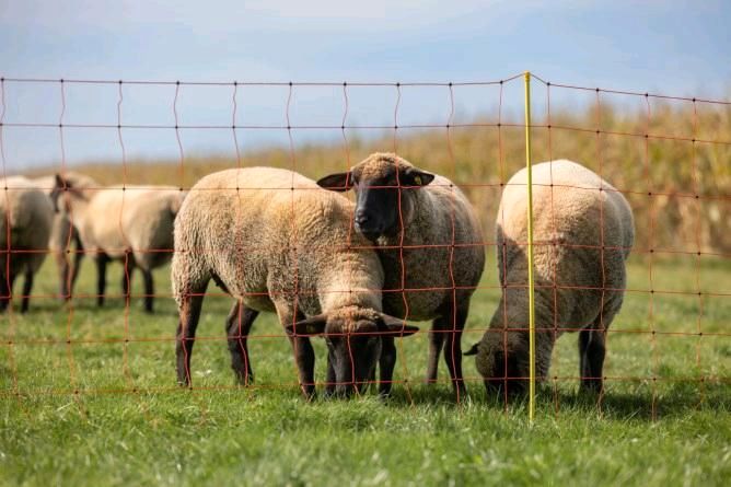 Aktion! Schafzaun Staffelpreise, Schafnetz, Weidenetz, Steckzaun in Engelsberg