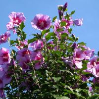 HIBISCUS GARTENPFLANZEN STECKLINGEN - STAUDENHIBISCUS BLUMMEN Rheinland-Pfalz - Schwegenheim Vorschau