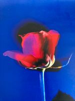 Poster Rose rot dunkelblau Primary Blue 59 x 83 cm Nordrhein-Westfalen - Unna Vorschau