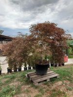 Fächerahorn Acer Palmatum inaba shidare  (Nr. 1) Baden-Württemberg - Ofterdingen Vorschau