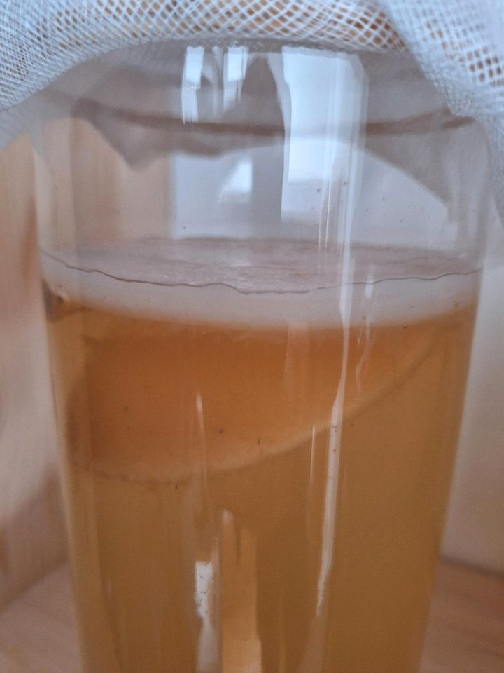 Kombucha scoby in Dudenhofen