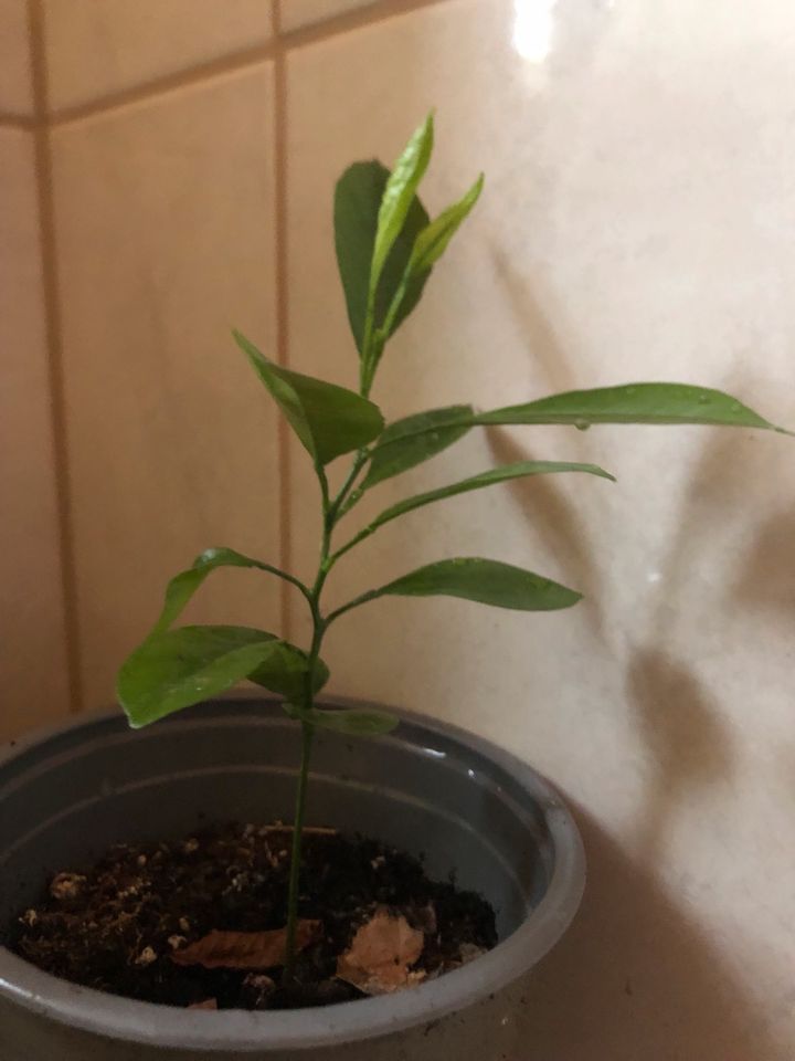 Mandarinenbaum Zitronenbaum  essbar Jungpflanze in Halle