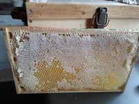 Wabenhonig Naturbau 4 St. von 2023 im Rahmen Bienen Hobbyimker Sachsen - Reinhardtsgrimma Vorschau