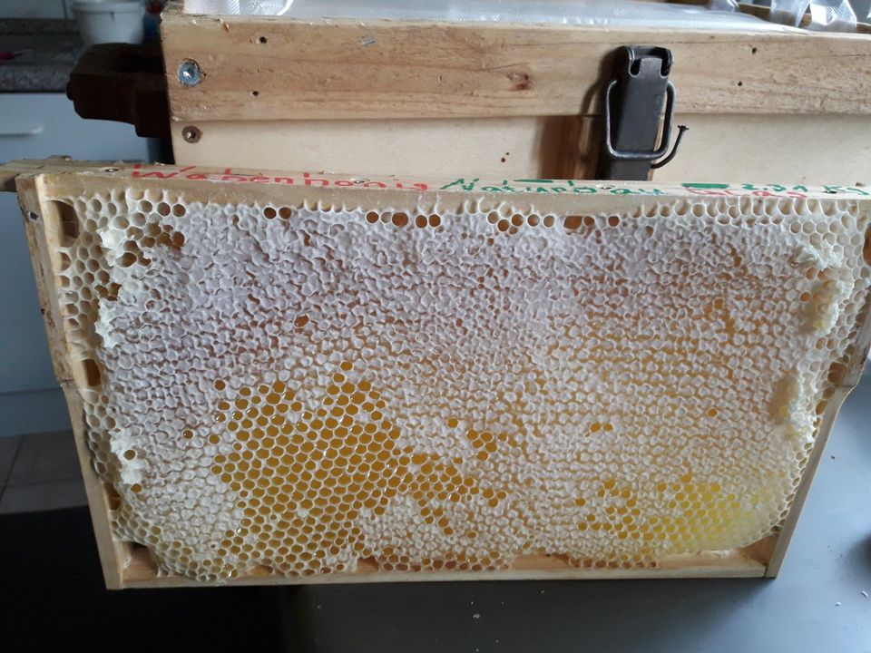 Wabenhonig Naturbau 2 St. von 2023 im Rahmen Bienen Hobbyimker in Reinhardtsgrimma