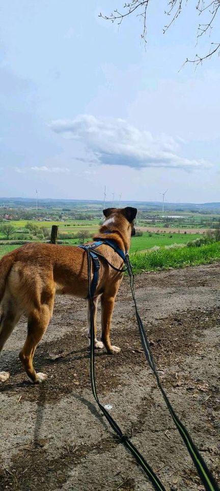 Liebevolles Zuhause für Schäferhundmischling Mr. X gesucht ❤ in Steinheim